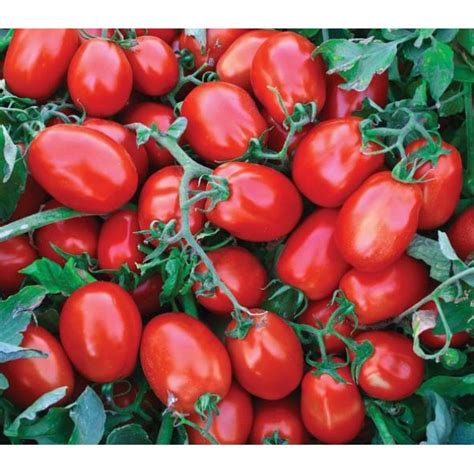 salçalık domates hal fiyatları